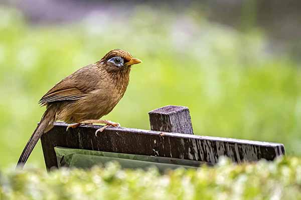 Sójkowiec białooki (Garrulax canorus)