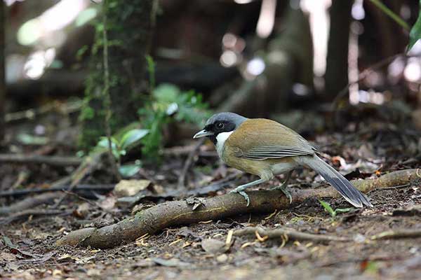 Sójkowiec białosterny (Pterorhinus vassali)