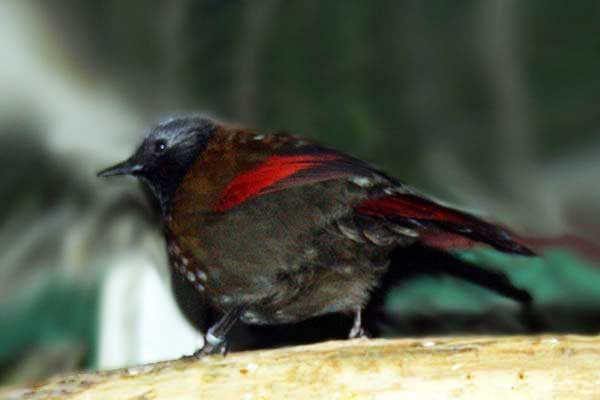 Sójkowiec czerwonoskrzydły (Garrulax formosus) Sójkowiec czerwonoskrzydły (Garrulax formosus)