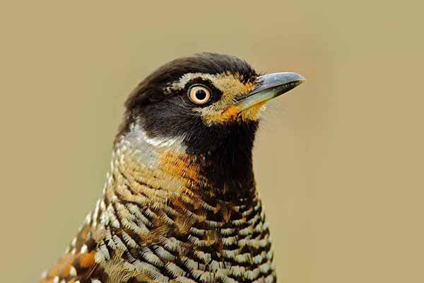 Sójkowiec oczkowany (Ianthocincla ocellata)