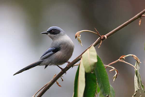 Sójkownik wspaniały (Heterophasia pulchella)