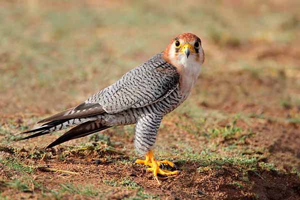 Sokół rudogłowy (Falco chicquera)