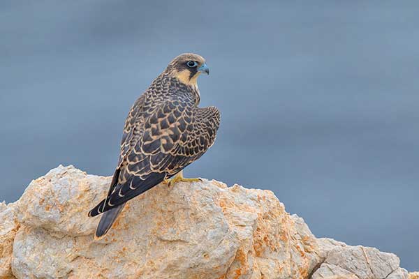 Sokół skalny (Falco eleonorae)