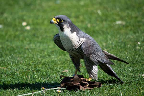 Sokół wędrowny (Falco peregrinus)