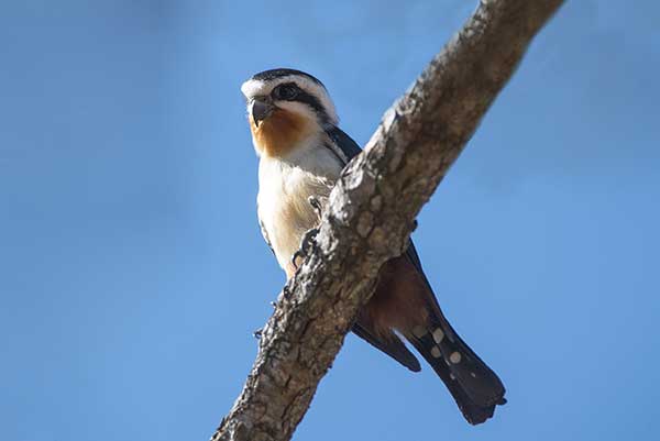 Sokolik rudogardły (Microhierax caerulescens)