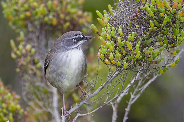 Solnik białobrewy (Sericornis frontalis)