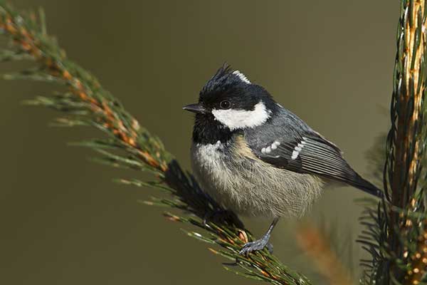 Sosnówka (Periparus ater)