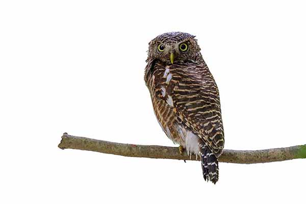 Sóweczka falista (Glaucidium cuculoides)