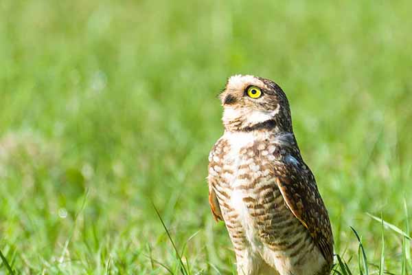 Sóweczka karłowata (Glaucidium minutissimum)