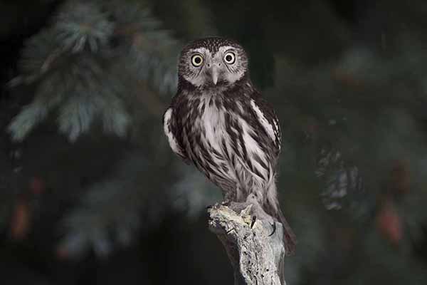 Sóweczka kreskowana (Glaucidium brasilianum)