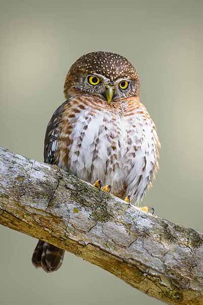 Sóweczka kubańska (Glaucidium siju)