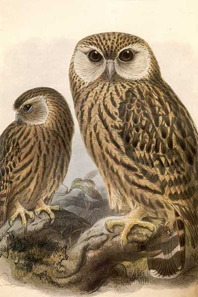 Sowica białolica (Ninox albifacies)