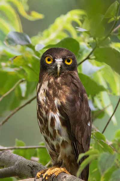 Sowica brunatna (Ninox scutulata)