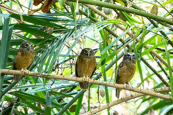 Sowica ochrowa (Ninox ochracea)