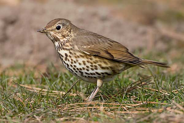 Śpiewak (Turdus philomelos)