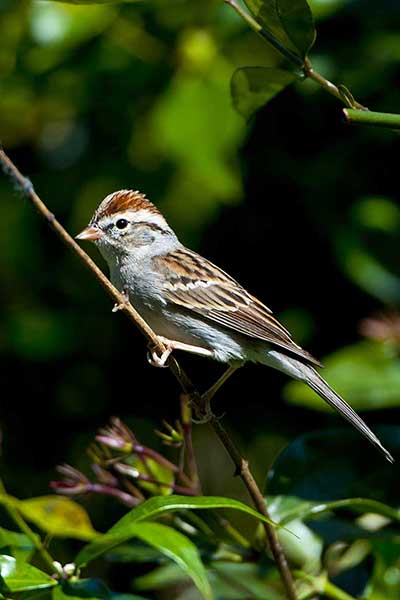 Spizela białobrewa (Spizella passerina)