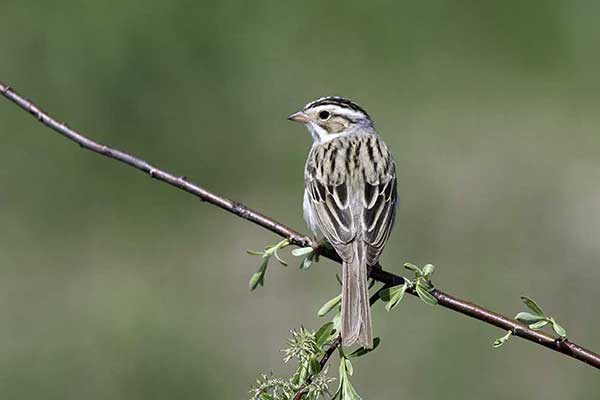 Spizela blada (Spizella pallida)