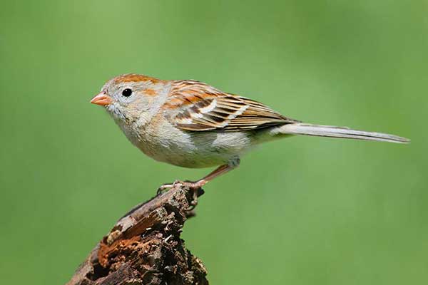 Spizela polna (Spizella pusilla)