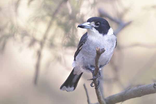 Srokacz szary (Cracticus torquatus)