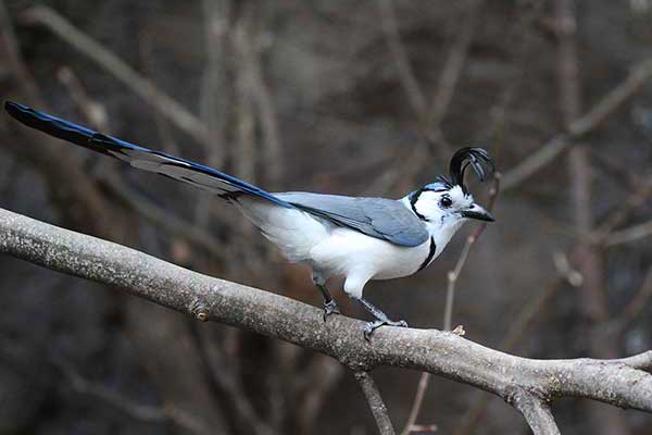 Srokal białogardły (Cyanocorax formosus)