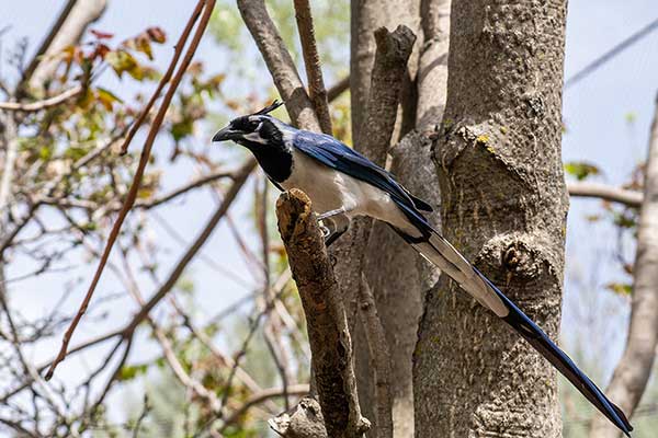 Srokal czarnogardły (Cyanocorax colliei)