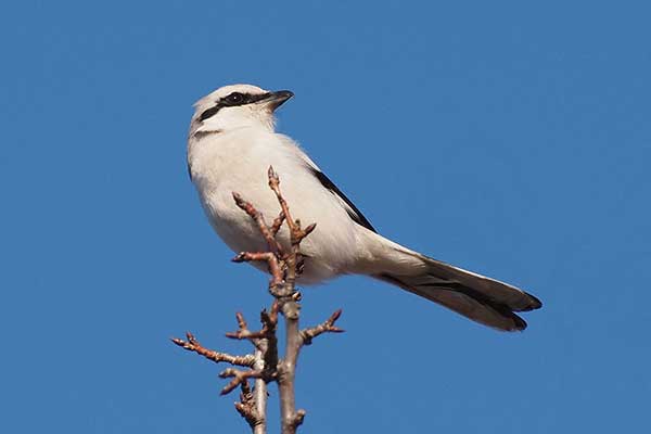 Srokosz (Lanius excubitor)