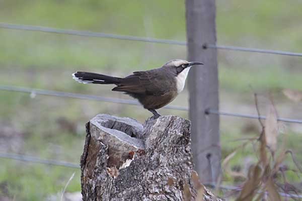 Stadniak siwogłowy (Pomatostomus temporalis)