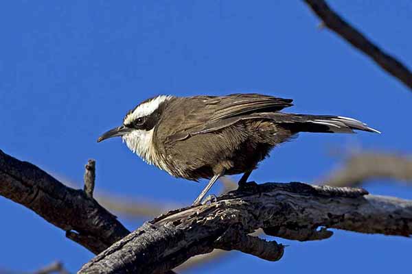 Stadniak skromny (Pomatostomus halli)