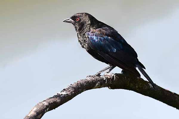 Starzyk czarny (Molothrus aeneus)