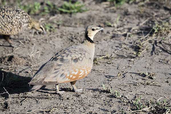 Stepówka żółtogardła (Pterocles gutturalis)