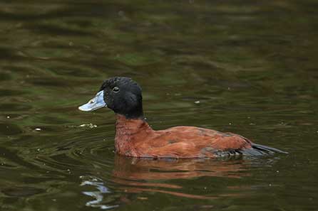 Sterniczka argentyńska (Oxyura vittata)