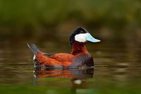 Sterniczka jamajska (Oxyura jamaicensis)