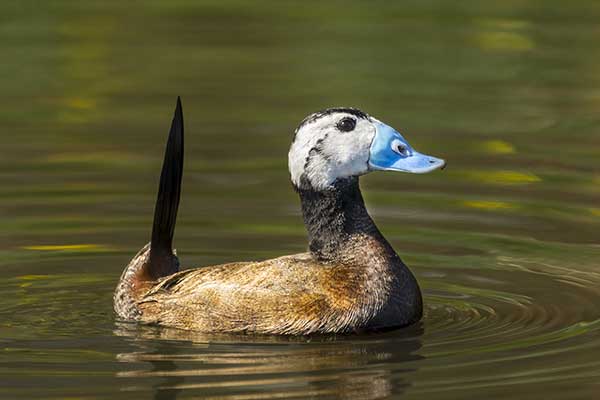 Sterniczka (zwyczajna) (Oxyura leucocephala)