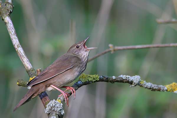 Strumieniówka (Locustella fluviatilis)