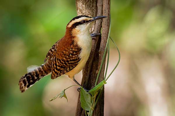 Strzyż rdzawokarkowy (Campylorhynchus rufinucha)