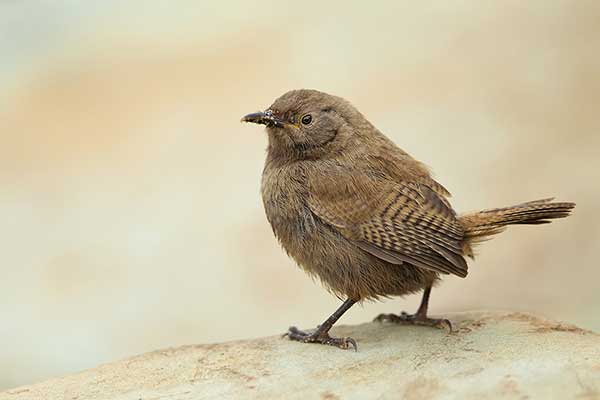 Strzyżyk falklandzki (Troglodytes cobbi)