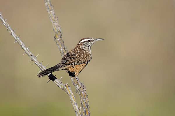 Strzyż kaktusowy (Campylorhynchus brunneicapillus)