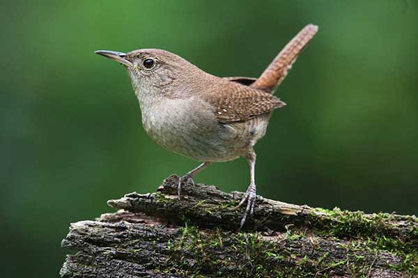 Strzyżyk (zwyczajny) (Troglodytes troglodytes)