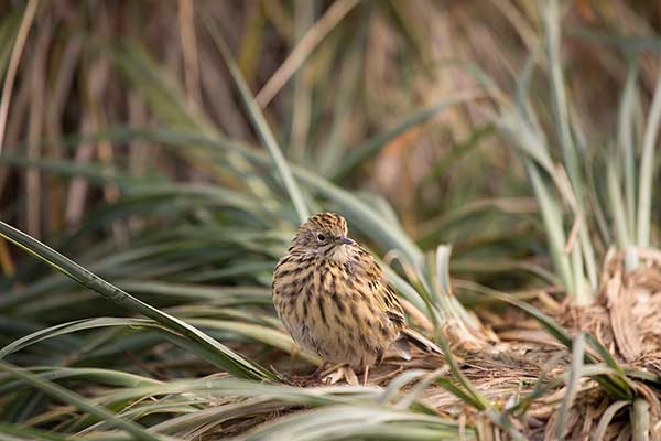 Świergotek antarktyczny (Anthus antarcticus)