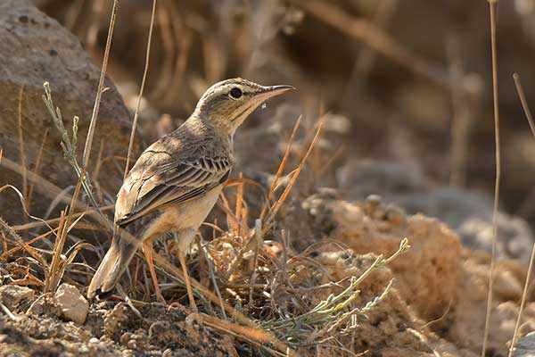 Świergotek długodzioby (Corydalla similis)