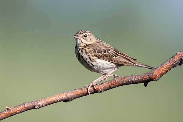 Świergotek drzewny (Anthus trivialis)