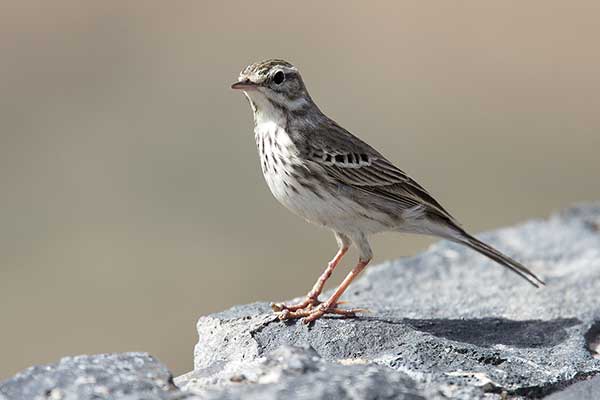 Świergotek kanaryjski (Corydalla berthelotii)