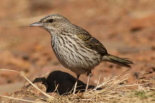 Świergotek kreskowany (Cinaedium lineiventre)