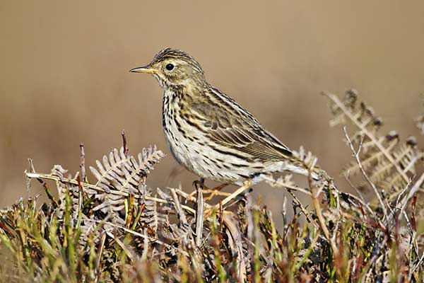 Świergotek łąkowy (Anthus pratensis)