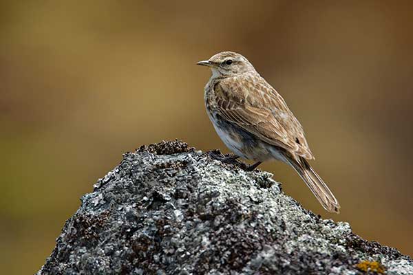 Świergotek nowozelandzki (Corydalla novaeseelandiae)