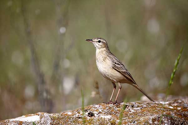 Świergotek polny (Corydalla campestris)