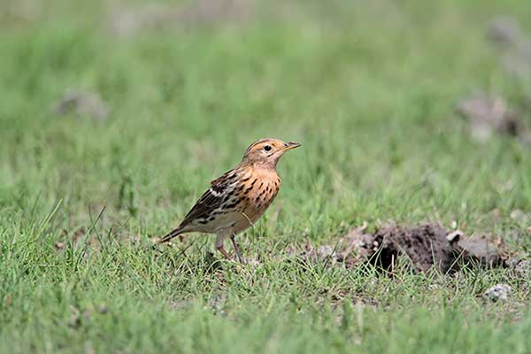 Świergotek rdzawogardły (Anthus cervinus)