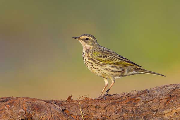 Świergotek różowy (Anthus roseatus)