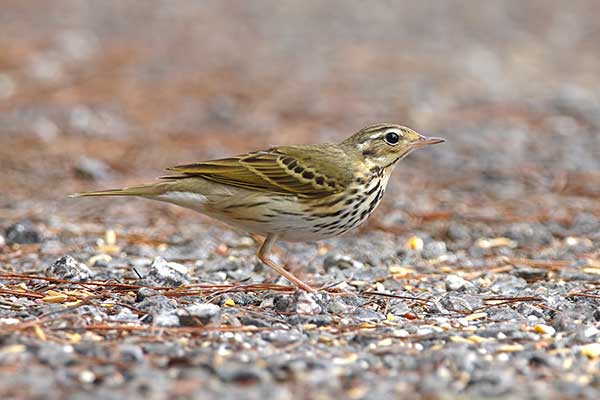 Świergotek tajgowy (Anthus hodgsoni)