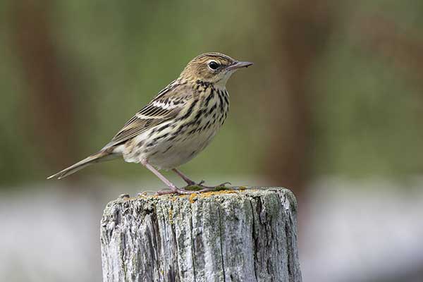 Świergotek tundrowy (Anthus gustavi)